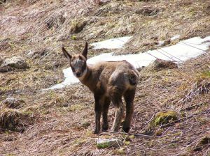 Observation animalière aux jumelles lors de randonnées pédestres accompagnées dans les Monts du Cantal